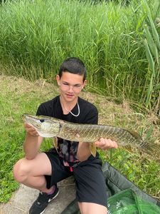 Northern Pike