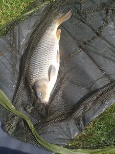 Common Carp