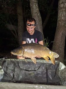 Mirror Carp