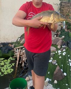 Mirror Carp