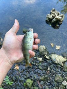 European Perch