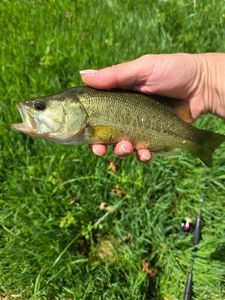 Largemouth Bass