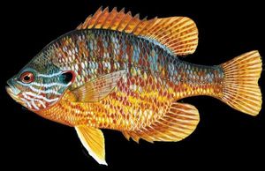 Green Sunfish