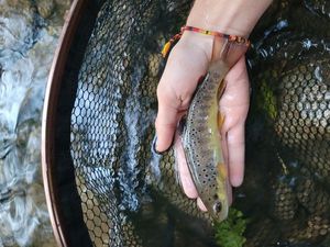 Brown Trout