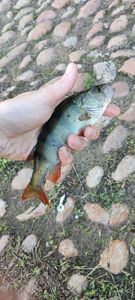European Perch