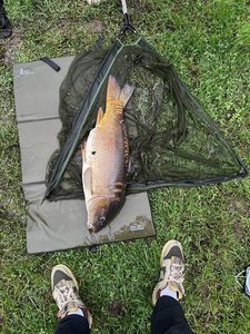 Mirror Carp