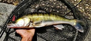 Zander