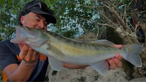 Zander