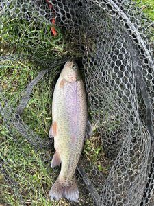 Rainbow Trout