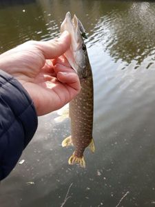 Northern Pike