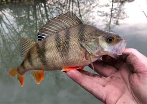 European Perch catturato da AL Fishing .