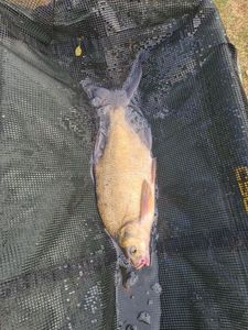 Common Bream