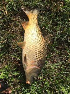 Common Carp