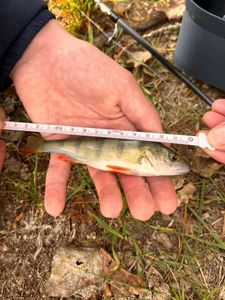 European Perch