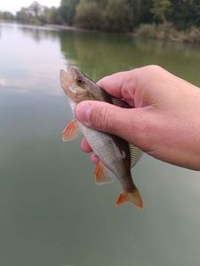 European Perch