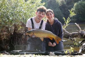 Common Carp