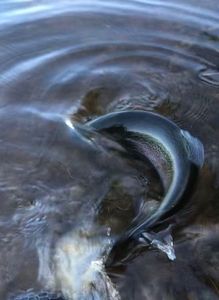 Rainbow Trout