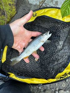 Brown Trout