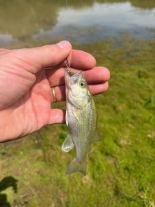 Largemouth Bass