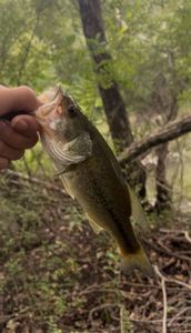 Largemouth Bass