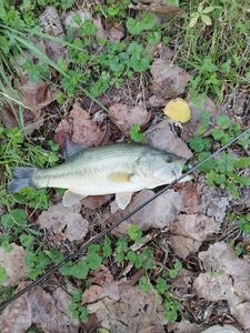 Smallmouth Bass