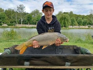 Common Carp