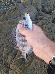 Black Seabream