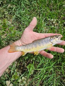 Brown Trout