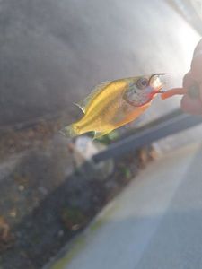 Green Sunfish