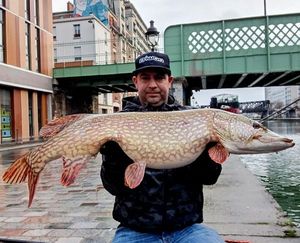 Northern Pike