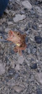 Red Scorpionfish