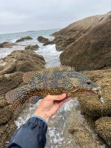 Ballan Wrasse