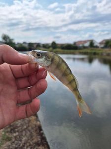 European Perch