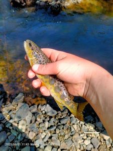 Brown Trout