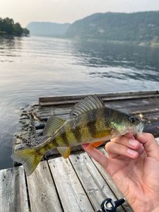Yellow Perch