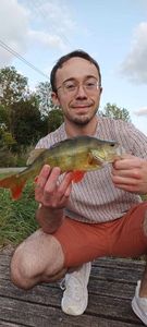 European Perch