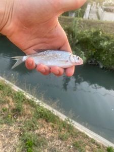 Roach