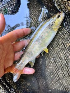 Brown Trout