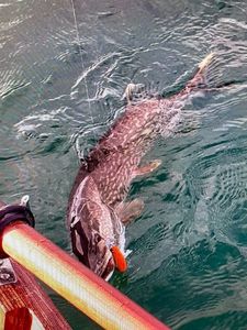 Northern Pike