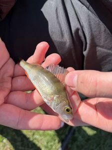 European Perch