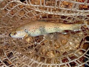 Brown Trout