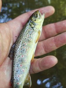 Brown Trout