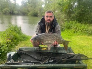 Common Carp