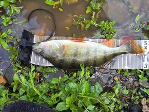 European Perch