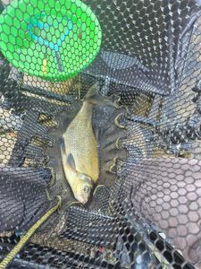 Common Bream