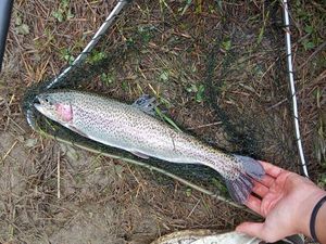 Rainbow Trout