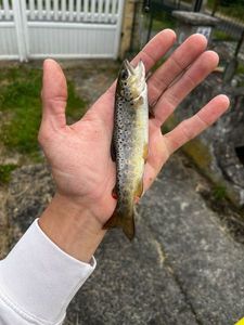 Brown Trout