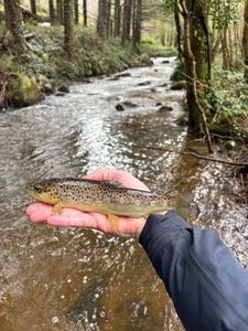 Brown Trout