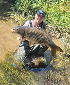 Common Carp