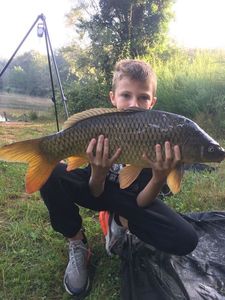 Common Carp